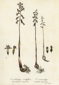 Korálovec skvrnitý, Corallorhiza maculata a Korálovec padlý, Corallorhiza odontorhiza (Koralník mnohokvětý, Corallorhiza multiflora a Korálovec ozubený, C od Endicott Endicott
