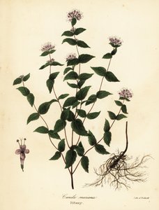 Kamenná máta, mrazová máta, dittany a americká dittany, Cunila origanoides (Cunila mariana) od Endicott Endicott