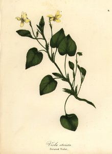 Krémová fialka pruhovaná, fialka krémová nebo fialka pruhovaná, Viola striata od Endicott Endicott