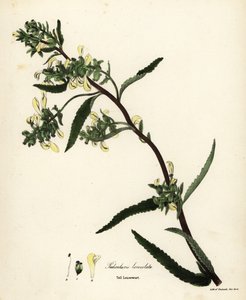 Všivec vysoká nebo všivec bahenní, Pedicularis lanceolata od Endicott Endicott