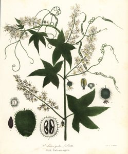 Divoká okurka, pichlavá okurka, bur okurka nebo divoké balzámové jablko, Echinocystis lobata