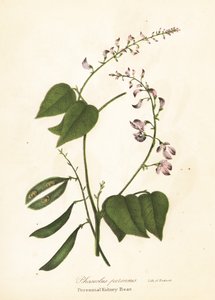 Ledvinka divoká, Phaseolus polystachios (ledvinka vytrvalá, Phaseolus perennis)