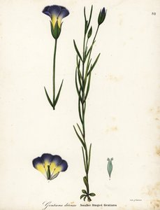 Větrný mlýn hořec třásněný, Gentianopsis detonsa (hořec třásněný, Gentiana detonsa) od Endicott Endicott
