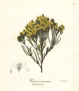 Vlněný vřes plážový, vřes plážový, vřes písečný nebo vlněný hudsonia, Hudsonia tomentosa od Endicott Endicott