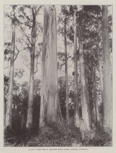 Obří Karri-Strom v Dánsku Hills Forest, Západní Austrálie