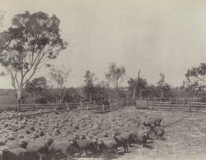 Ovčí stanice v jižním Queenslandu od English Photographer