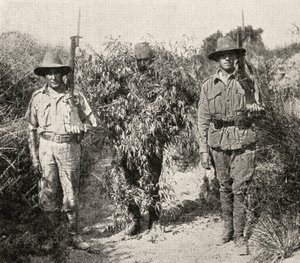 Turecký odstřelovač, maskovaný jako keř, ve vazbě poté, co byl zajat jednotkami ANZAC, z „Velké války: Historie“, svazek III, 1916 od English Photographer
