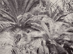 Skupina cykasů v palmovém skleníku v Kew (čb fotografie) od English Photographer