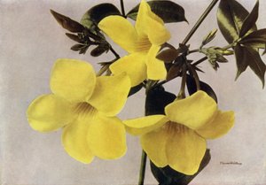 Allamanda Schottii Hendersonii (barevné foto) od English Photographer
