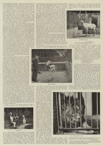 Amatérský fotograf v zoo