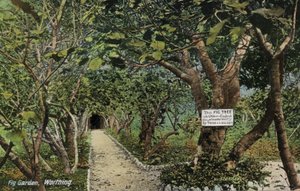 Starověké fíkovníky v Tarringu, Worthing, Sussex, tvrdí, že mají nejstarší fíkovník v Anglii, zasazený Thomasem Becketem (foto) od English Photographer