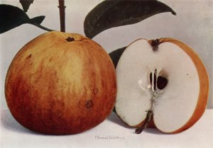 Apple, James Grieve (barevná fotografie) od English Photographer