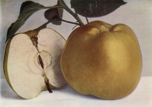 Apple, Lord Derby (barevné foto) od English Photographer
