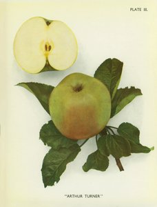 Anglická jablka: Arthur Turner (barevné foto) od English Photographer