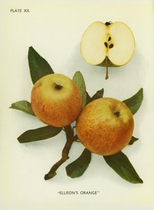 Anglická jablka: Ellison