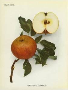 Anglická jablka: (barevné foto) od English Photographer