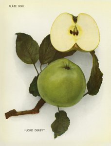 Anglická jablka: (barevné foto) od English Photographer