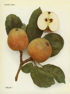 Anglická jablka: (barevné foto) od English Photographer