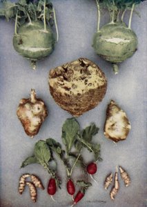 Artyčoky, Kohl-Rabi, celer a ředkvičky (barevné foto) od English Photographer