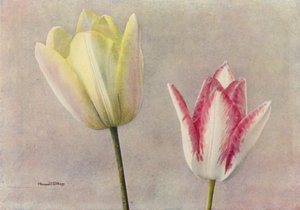 Krása lázní a karafiátů (barevné foto) od English Photographer