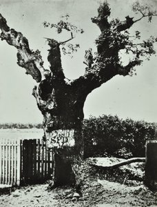 Brockley Lane: Old Oak, Londýn, 1890 od English Photographer