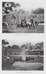 Býčí zápas v Kelantanu (č/b foto) od English Photographer