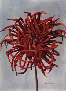 Kaktusová jiřinka, Conqueror (barevné foto) od English Photographer