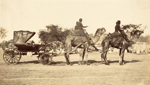 Camel Carriage, cca 1860 (hlubotisk) od English Photographer