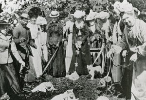 Výstava koček v Royal Botanic Gardens, Westminster, v roce 1900 od English Photographer