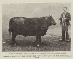 Champion Beast na Smithfield Club Show a na Birmingham Show od English Photographer