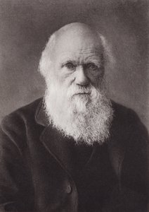 Charles Darwin, portrét, c 1880 (č/b foto) od English Photographer