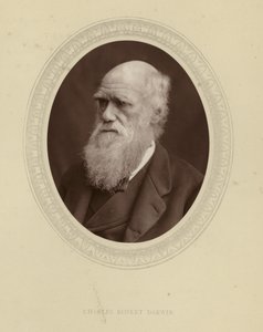 Charles Robert Darwin od English Photographer