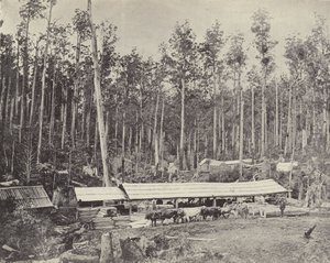 Childers Sawmill, Gippsland od English Photographer