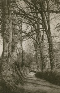 Cockington Lane, Devonshire, poblíž Torquay od English Photographer