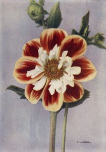 Collerette Dahlia, Gallia (barevné foto) od English Photographer
