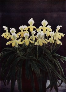 Cypripedium Insigne Sanderae (barevné foto) od English Photographer