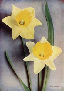 Narcis (barevná fotografie) od English Photographer