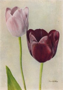 Euterpe a Frans Hals (barevné foto) od English Photographer