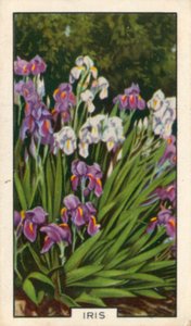 Zahradní květiny: Iris (barevné foto) od English Photographer