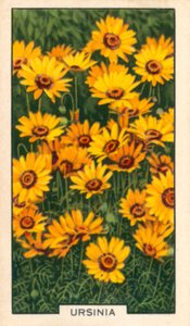 Zahradní květiny: Ursinia (barevné foto) od English Photographer