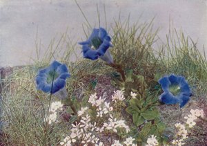 Gentiana Acaulis a Draba Dediana (barevné foto) od English Photographer
