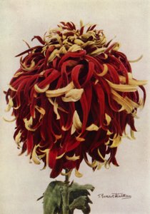 H C Till (barevné foto) od English Photographer