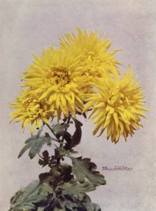 Horace Martin (barevné foto) od English Photographer