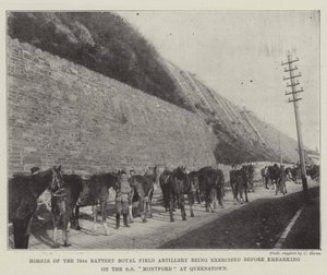 Koně 79. baterie královského polního dělostřelectva se cvičí před naloděním na SS Montford v Queenstownu od English Photographer