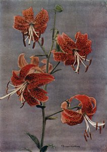 L Maximowiczii (tisk) od English Photographer