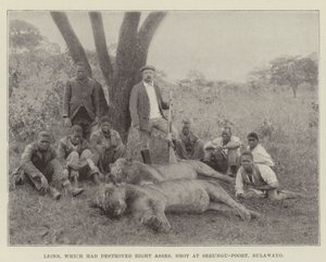 Lvi, kteří zničili Osm oslů, stříleli na Sebungu-Poort, Bulawayo od English Photographer