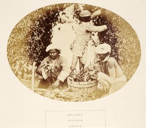 Mallees (Zahradníci), Hinduisté, Madras, z The People of India, J. Forbes Watson, publikoval 1868 (tisk alba) od English Photographer