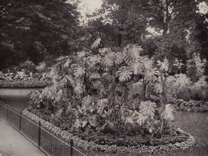 Monstera Deliciosa v parku Battersea (čb fotografie) od English Photographer
