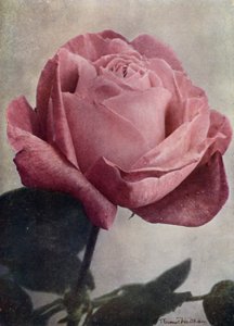 Paní John Laing (HP) (barevné foto) od English Photographer