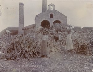 Plantáž Newcastle, 1880 od English Photographer